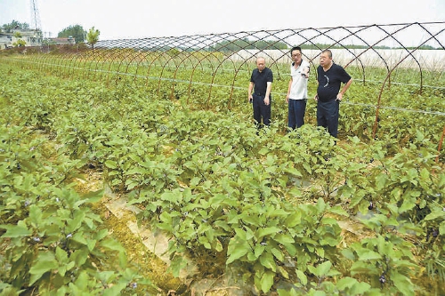 湖北咸安:每家每戶都有了致富路子